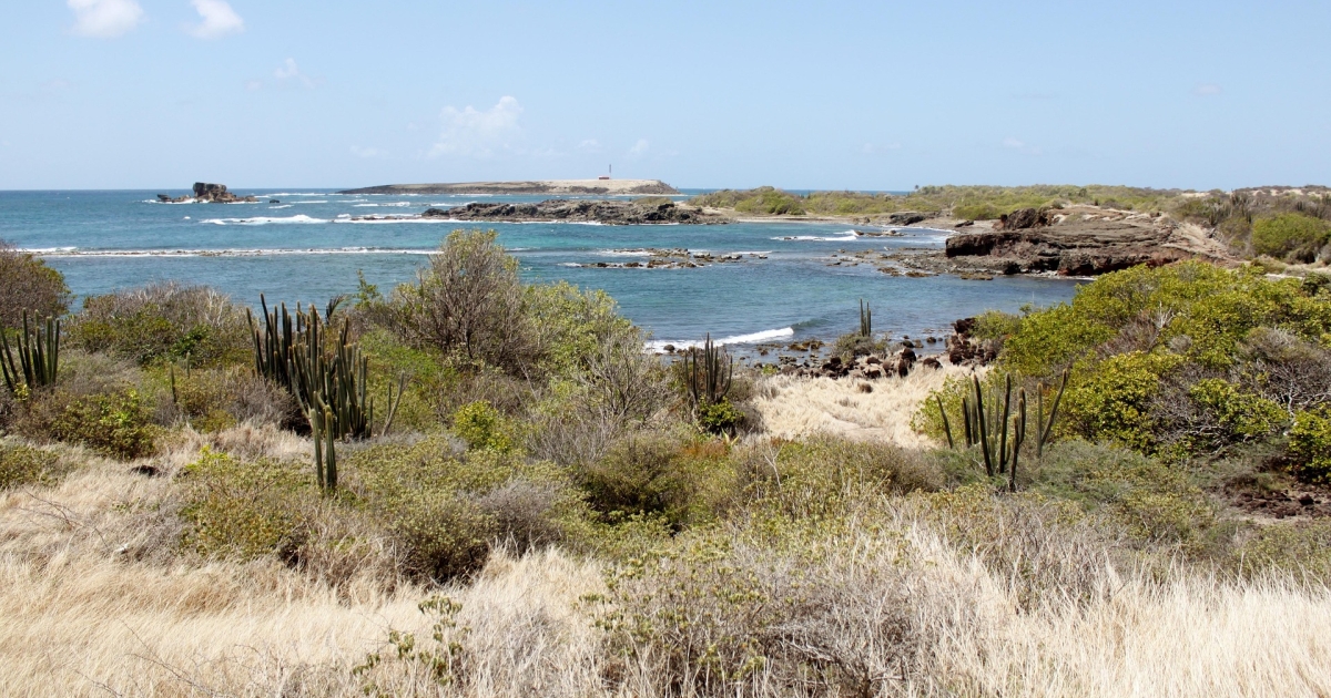     La Savane des Pétrifications : un paysage unique entre terre et mer en Martinique

