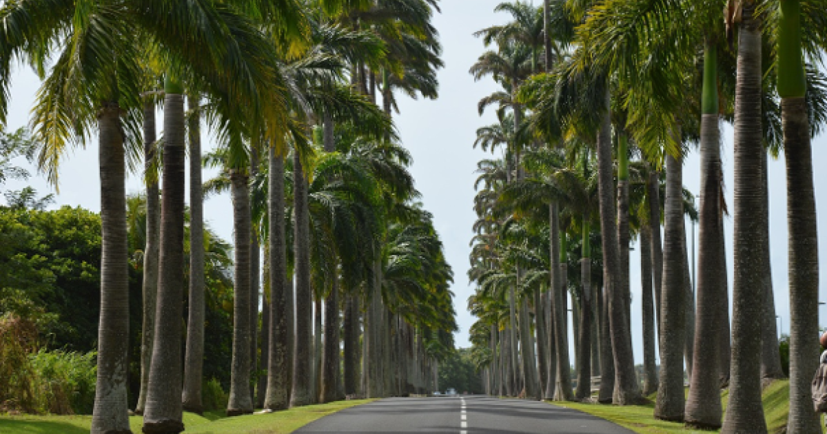     L'Allée Dumanoir : la route aux palmiers qui fait partie des plus beaux paysages de Guadeloupe

