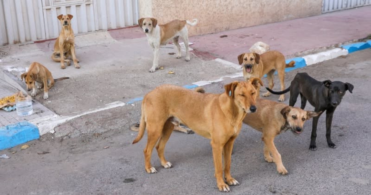     Abattage des chiens errants pour protéger les troupeaux : un amendement critiqué par les défenseurs des animaux

