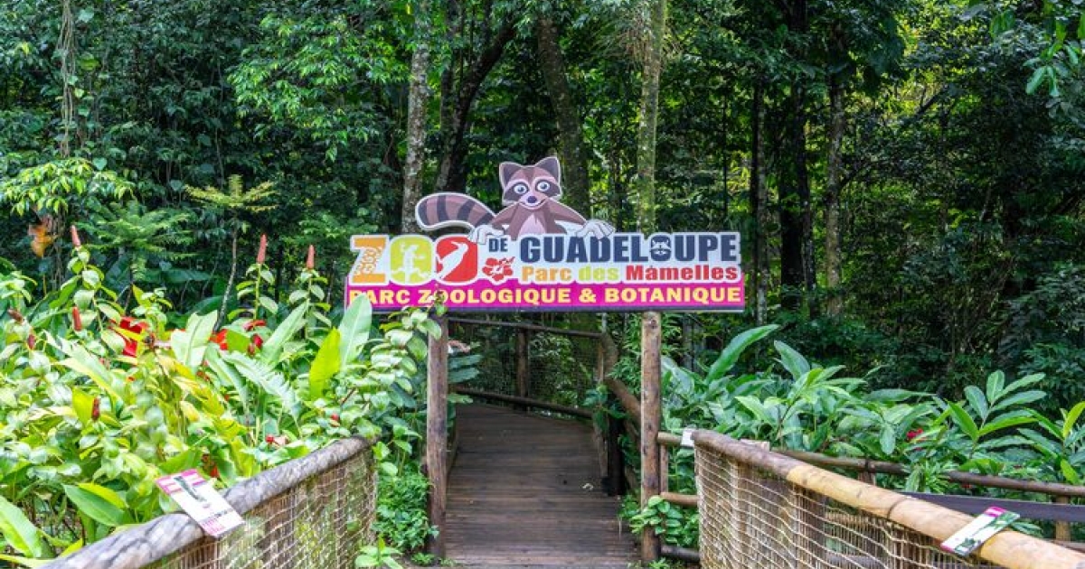     Zoo de Guadeloupe - Une immersion au cœur de la biodiversité tropicale 

