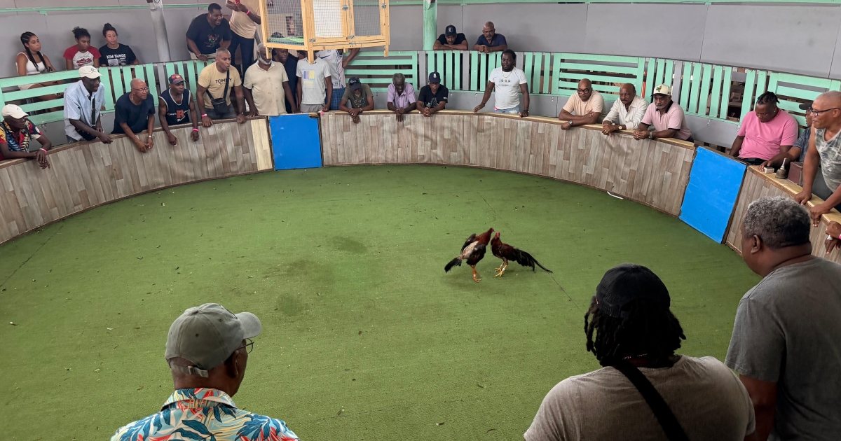     [Série - Trésors en commune] Au cœur de l’univers des pitts et des combats de coqs en Martinique

