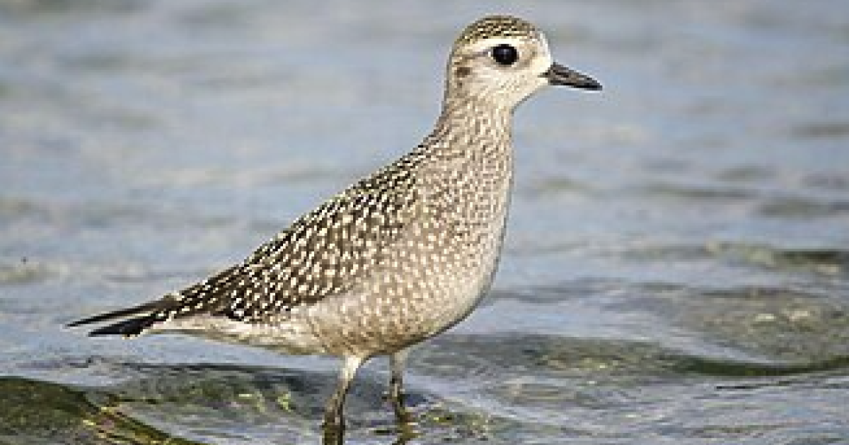     La justice interdit la chasse de 4 espèces d'oiseaux menacées en Martinique

