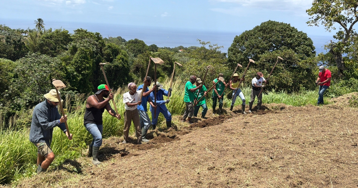     "Être au contact de la terre" : la pratique ancestrale agricole du lasotè a de beaux jours devant elle

