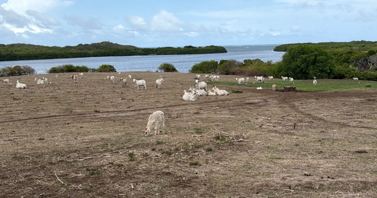     "C'est une catastrophe" : le monde agricole aux abois face aux effets de la sécheresse 

