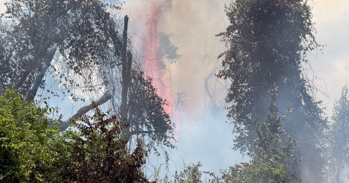     Incendie de Génipa : la biodiversité menacée, les pompiers toujours mobilisés

