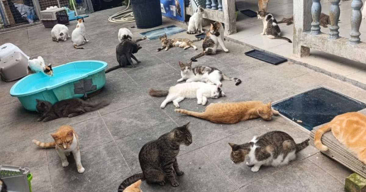     Journée internationale du chat : grande collecte de l'AMDAC 972 pour le seul refuge félin de Martinique

