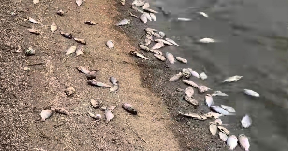     Poissons morts au barrage de Gaschet : un phénomène pour le moment inexpliqué

