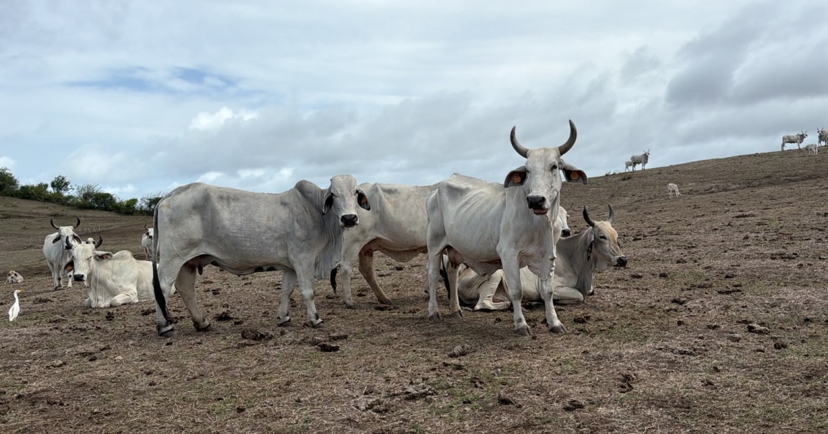     Sécheresse en Martinique : l’état de calamité agricole demandé, élus et CTM réagissent à leur tour


